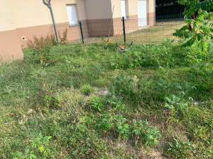 Photo de galerie - Tonte de pelouse - Débroussaillage