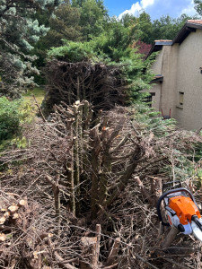 Photo de galerie - Taille 