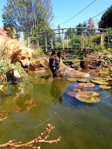 Photo de galerie - Petite baignade dans le jardin pour Dawa & Nala !