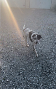 Photo de galerie - Gypsy la première chienne que j’ai gardé