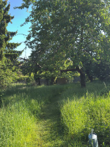 Photo de galerie - Entretien d’un jadin/parc écologique (avant)