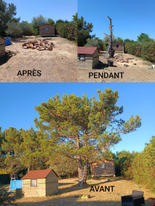 Photo de galerie - Elagage et coupe d'arbres