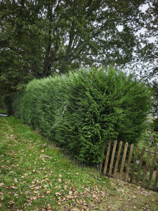 Photo de galerie - Taille de haies et d'arbustes