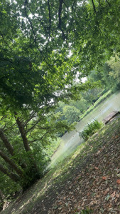 Photo de galerie - Tonte de pelouse 