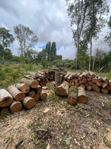 Photo de galerie - Bois / Bois de chauffage / Bastaing