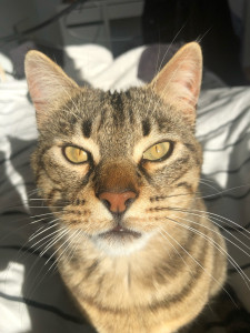 Photo de galerie - Pepper