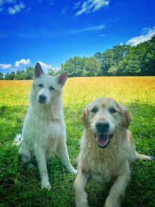 Photo de galerie - Garde chien