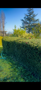 Photo de galerie - Taille de haies et d'arbustes