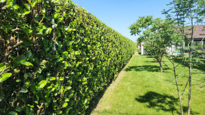 Photo de galerie - Paysagiste - Aménagement du jardin