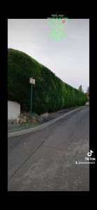 Photo de galerie - Très belle cyprès