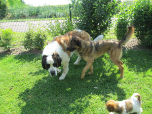 Photo de galerie - Chien chez nounou