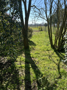 Photo de galerie - Débroussaillage entre des arbres 