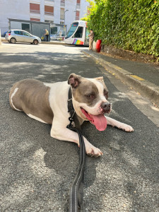 Photo de galerie - Garde Jazz 6 ans durant 2 semaines au domicile des propriétaires 