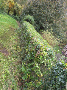 Photo de galerie - Taille d une petit haie 