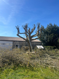 Photo de galerie - Élagage platane 