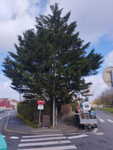 Photo de galerie - élagage d'arbres 