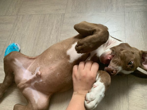 Photo de galerie - Petit staffie de 4 mois 