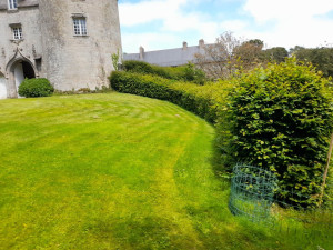 Photo de galerie - Taille de haies et d'arbustes