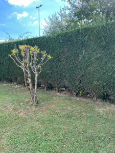 Photo de galerie - Taille de haie et arbustes 