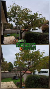 Photo de galerie - Taille de haies et d'arbustes