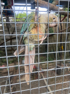 Photo de galerie - Garde animaux