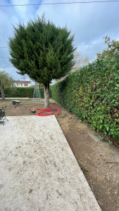 Photo de galerie - Taille de haies. 