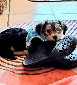 Photo de galerie - Garde chien