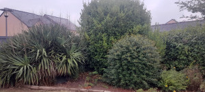 Photo de galerie - Taille de haies et d'arbustes