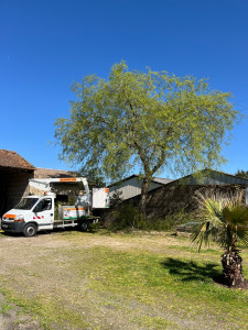 Photo de galerie - élagage micocoulier européen