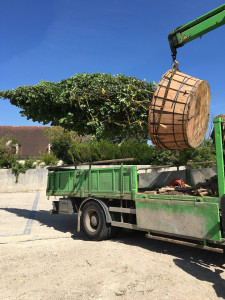 Photo de galerie - Paysagiste - Aménagement du jardin