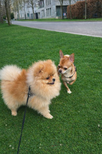 Photo de galerie - Rencontre avec un petit chihuahua tout mignon