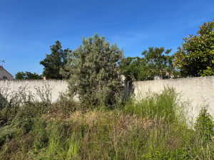 Photo de galerie - Tonte de pelouse - Débroussaillage