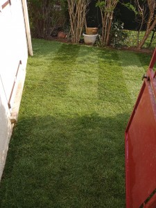 Photo de galerie - Voici une photo de la pose de la pelouse en rouleau que j'ai effectué