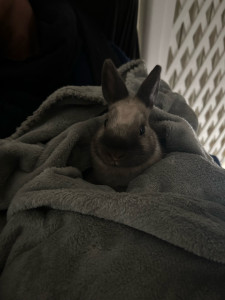 Photo de galerie - Garde animaux