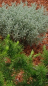 Photo de galerie - Aménagement d’un parterre de copeaux de bois 