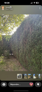 Photo de galerie - Taille de sapins et mise en déchèterie 