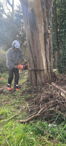 Photo de galerie - Elagage et coupe d'arbres