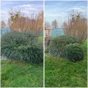 Photo de galerie - Taille d’arbuste 