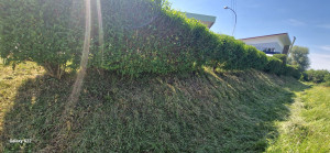 Photo de galerie - Taille de haies et d'arbustes