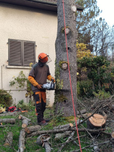 Photo de galerie - Elagage et coupe d'arbres