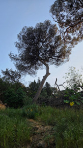 Photo de galerie - Voici l’élagage d'un pin parasol sur la commune de Sète avec rétention de branches. Et accès difficile.