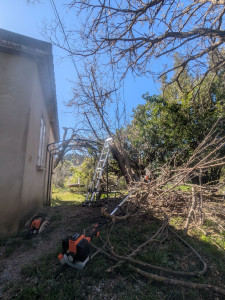 Photo de galerie - Elagage et coupe d'arbres