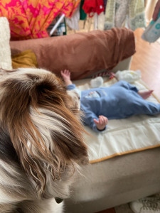 Photo de galerie - Ma chienne Thelma, qui surveille mon filleul de 3 mois