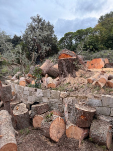 Photo de galerie - Abattage Marseille