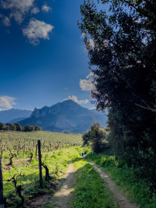 Photo de galerie - Intervention en domaine viticole (irrigation, clôture)
