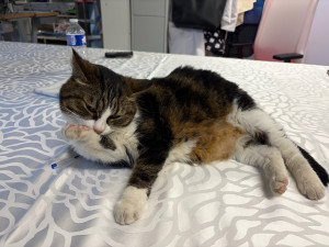 Photo de galerie - Garde chat
