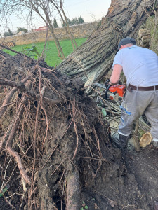 Photo de galerie - Elagage et coupe d'arbres