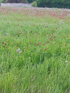 Photo de galerie - Je le fais depuis 4 ans chez une personne 
je fais depuis 2 ans chez une autre personne 
je fais depuis 2 mois j'ai une personne...
je fais le ménage, repassage, aide à la cuisine, aide à la toilette, divers 