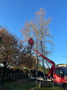 Photo de galerie - Élagage d’un chêne 