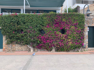 Photo de galerie - Taille arbuste 